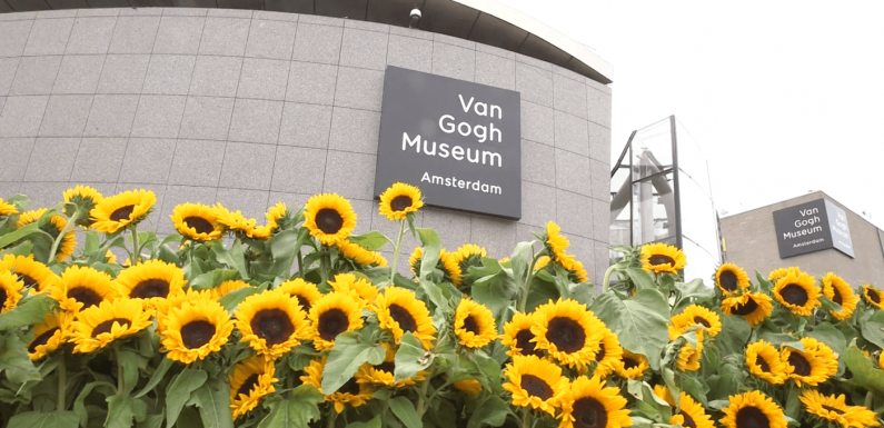 Le jardin du musée Van Gogh à Amsterdam contient un labyrinthe géant de tournesols