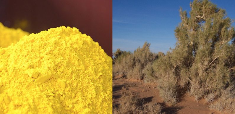 Orano va raser une forêt protégée pour exploiter une mine d’uranium au Kazakhstan