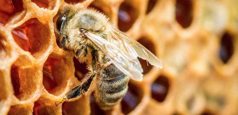 Le Bloc veut interdire les pesticides tueurs d’abeilles d’ici quatre ans