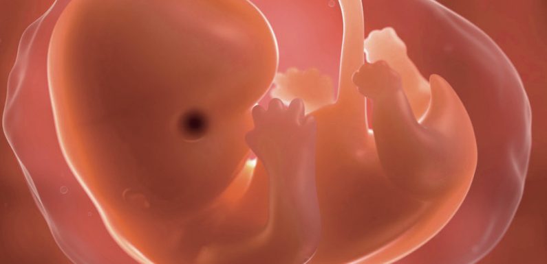 Loi de bioéthique : le triomphe du marché au détriment du respect de la vie