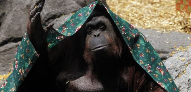 Cet orang-outan est le premier grand singe à bénéficier des mêmes droits que les humains