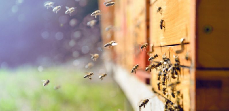 Climat : un été meurtrier pour les abeilles et le miel dans le Sud de la France