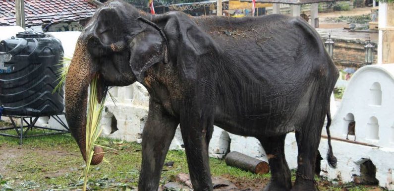 Après une vie de travail forcé, l’éléphante Tikiri est morte au Sri Lanka