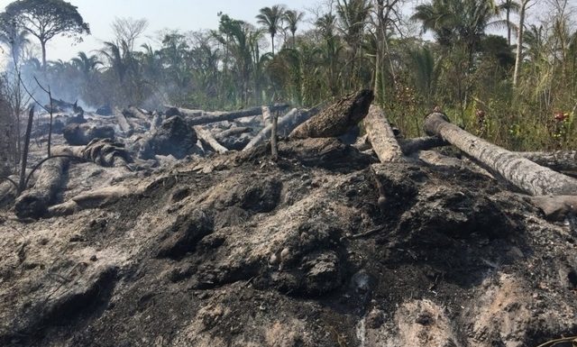 Des millions d’animaux tués par les incendies