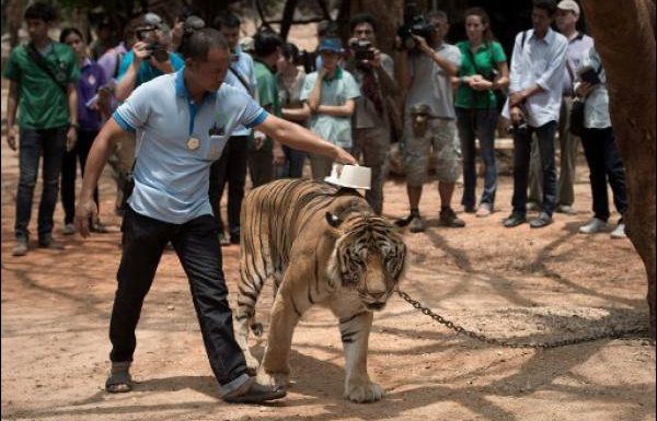 Après avoir été maltraités, 86 tigres sont morts