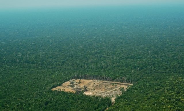 Brésil: la déforestation alimentée par les mafias