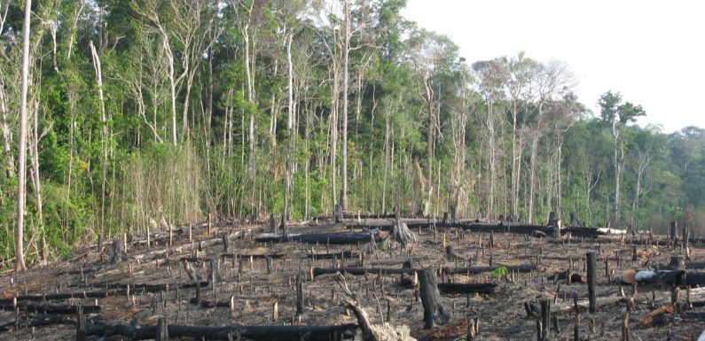 Participez à la reforestation du monde grâce à Ecosia, le moteur de recherche qui plante des arbres