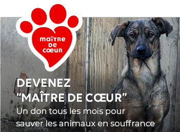Il tue à coups de marteau le chien que sa fille avait adopté
