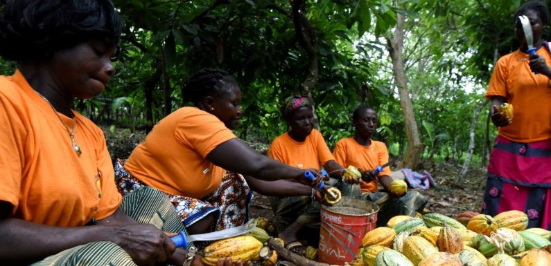 Le cacao durable enferme les producteurs dans la pauvreté