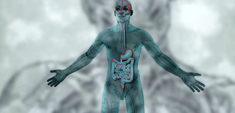 Le ventre, notre deuxième cerveau