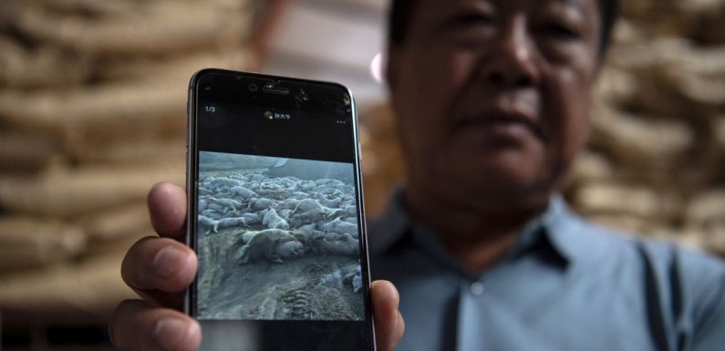 En Chine, les ravages de la peste porcine