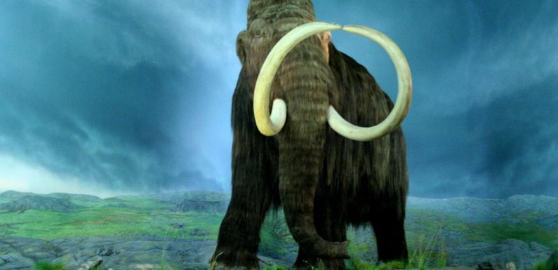 Les derniers mammouths sont morts brutalement sur une île isolée