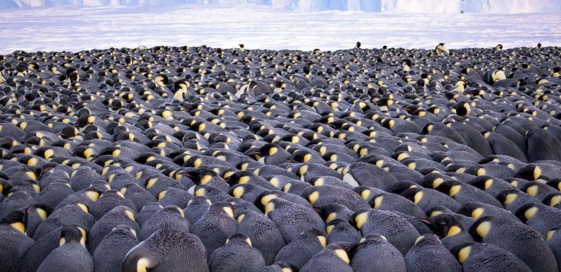 L’histoire fascinante des photos gagnantes du Wildlife Photographer of the Year 2019