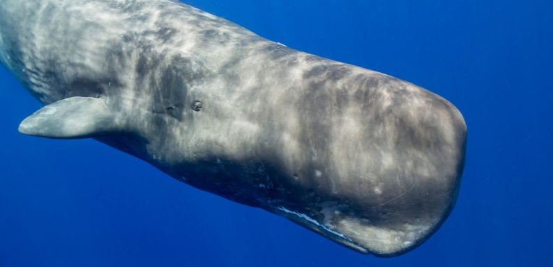 « Intentionnellement, cet animal sauvage est venu demander de l’aide »