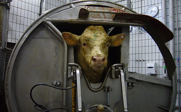 France. Victoire pour l’abattage rituel : les animaux pourront être abattus sans étourdissement préalable