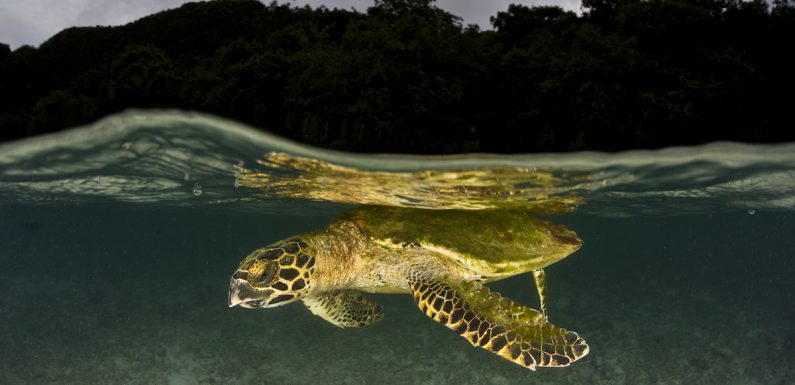 6 Sea Turtles You Need to Meet