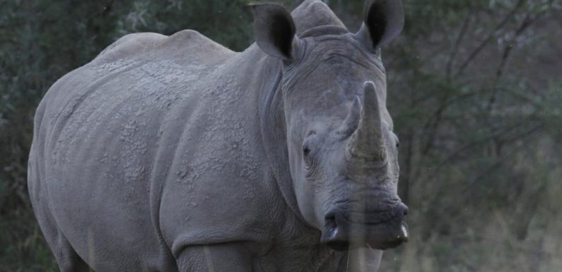 Botswana: les actes de braconnage contre les rhinocéros se multiplient