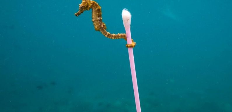 Le vrai poumon du monde est océanique, et il brûle sans faire de vague