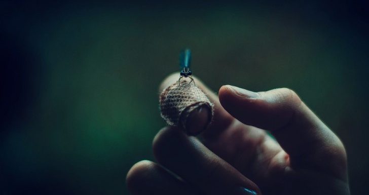 Il n’y a plus de lucioles : même ces fascinants insectes lumineux risquent de disparaître