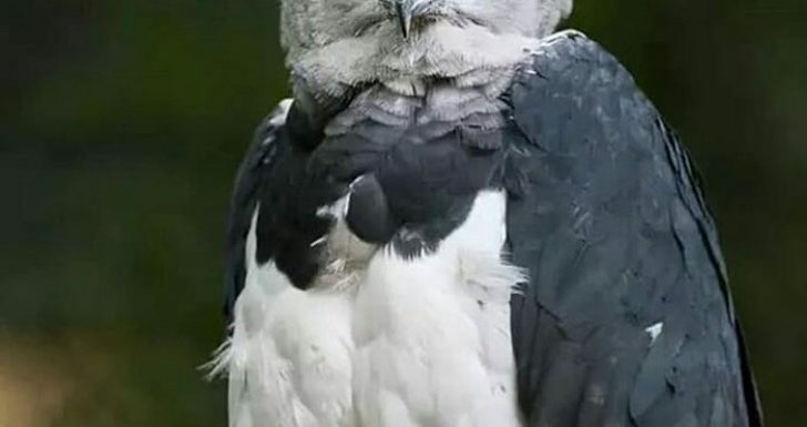 La harpie féroce : le rapace en voie de disparition si grand qu’il ressemble à un humain masqué