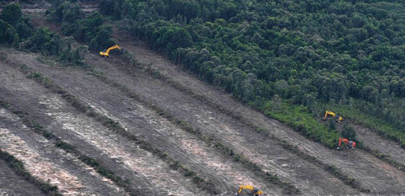 Les objectifs climatiques de l’aviation menacent… trois millions d’hectares de forêts tropicales