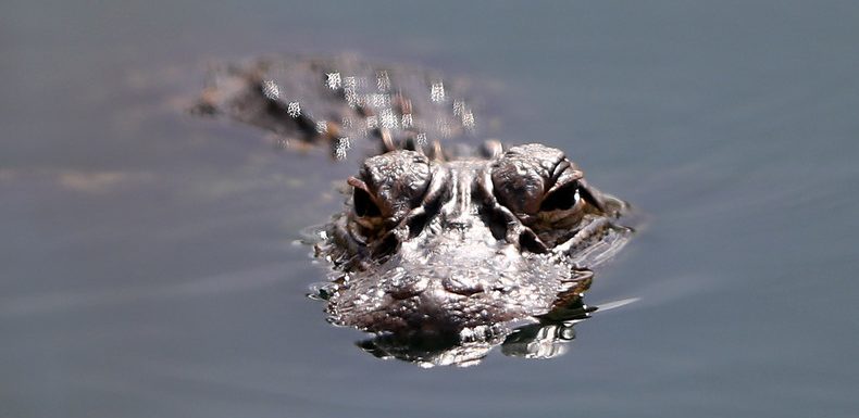 Trump dément avoir voulu protéger la frontière avec un fossé rempli d&rsquo;alligators et de serpents