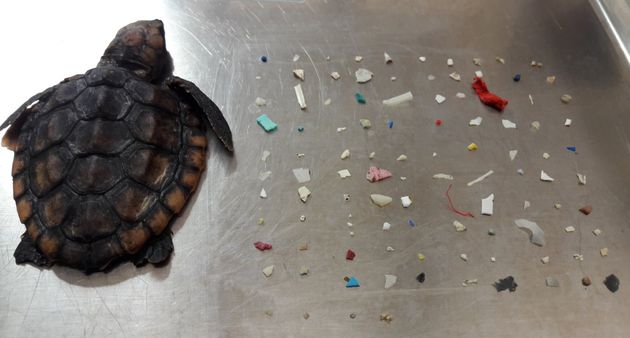 Cette tortue est morte avec 104 morceaux de plastique dans l’estomac
