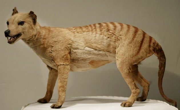 Le tigre de Tasmanie, disparu des radars, pourrait bien être de retour