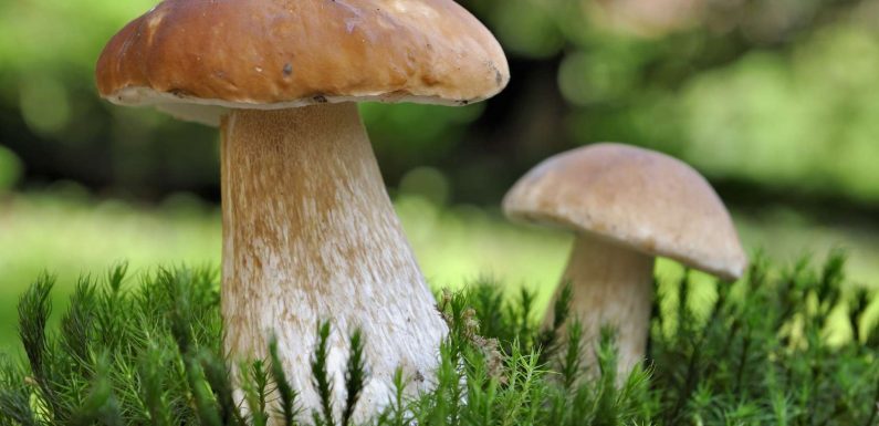 Manger des champignons réduirait les risques de cancer de la prostate