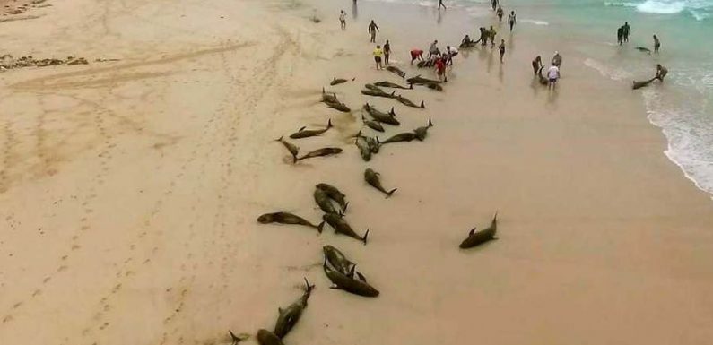 163 dauphins s’échouent mystérieusement sur une plage du Cap-Vert