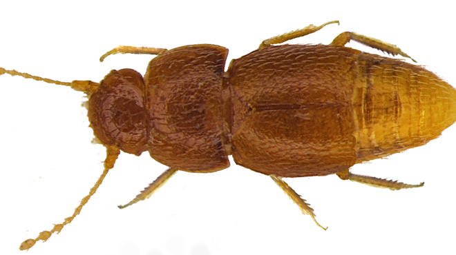 Un chercheur découvre un nouvel insecte et le nomme… Greta: « Je voulais lui rendre hommage »