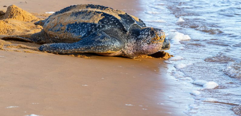 Vendée : pourquoi des tortues luth s’échouent-elles sur les côtes ?