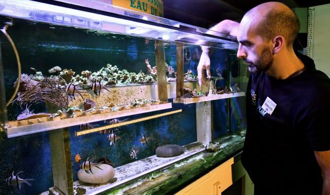 A Limoges, de la céramique pour sauver les récifs coralliens