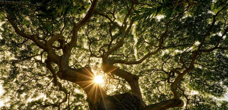 Ernst Zürcher : un autre regard sur les arbres