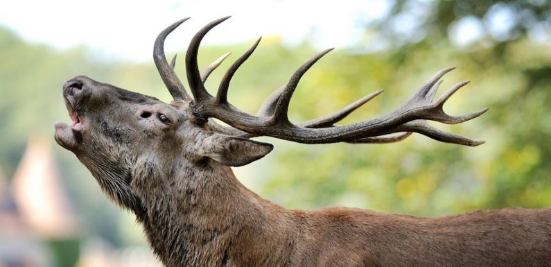Côte-d’Or : le brame du cerf, un moment magique au fond de nos forêts