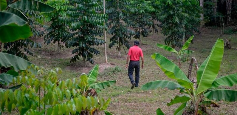 Pérou : découverte d’un arbre de l’époque inca que l’on croyait disparu