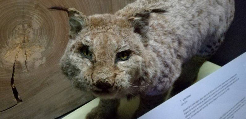 VIDEO. Toulouse : L’extinction des espèces, ça se passe aussi près de chez vous