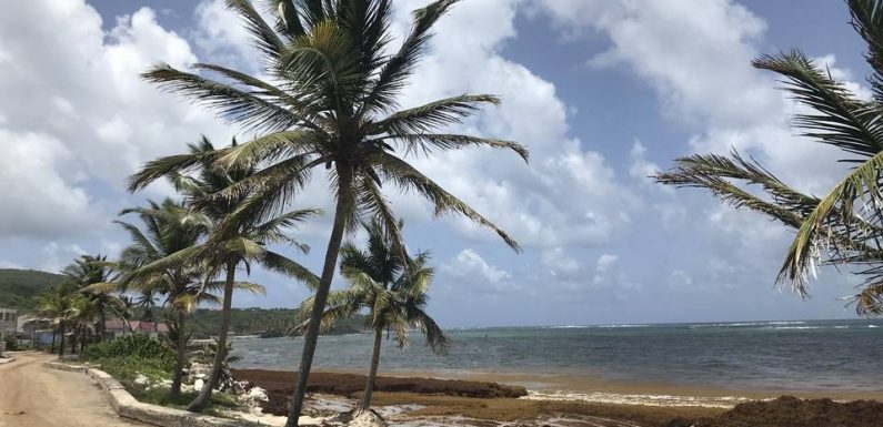 Fléaux des Antilles, les algues sargasses pourront-elles devenir des ressources ?