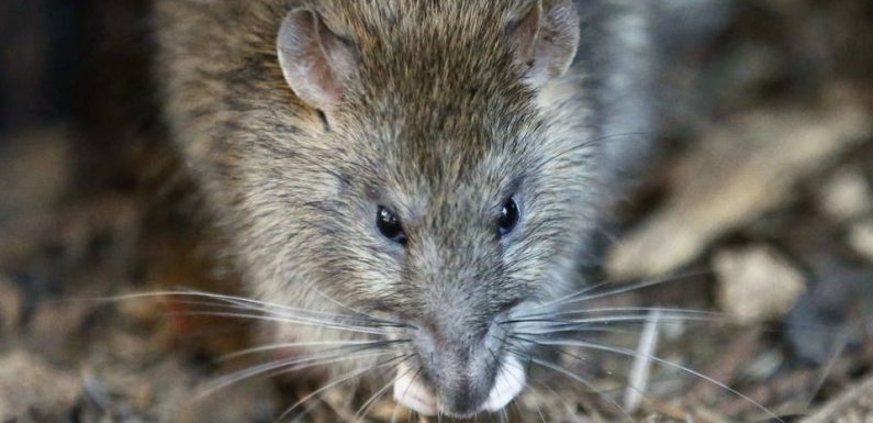 Marseille : Après les rats des villes, qui semblent perdre du terrain, les rats des plages sont à l’affût