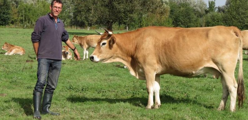 Nantes : « La vache nantaise, c’est moins vendeur qu’un éléphant mais on doit en être fiers »