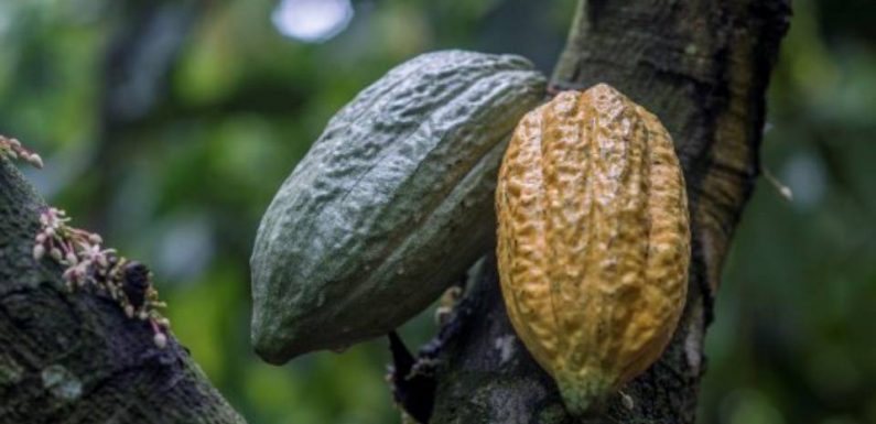 Après le soja et l’huile de palme… Le cacao, l’autre culture qui grignote la forêt