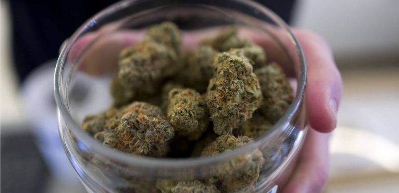 Pas de preuve de l’efficacité du cannabis contre les troubles mentaux