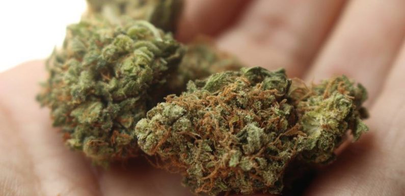 Cannabis thérapeutique : « L’expérimentation va permettre de voir si c’est efficace pour soulager certains patients », explique Olivier Véran