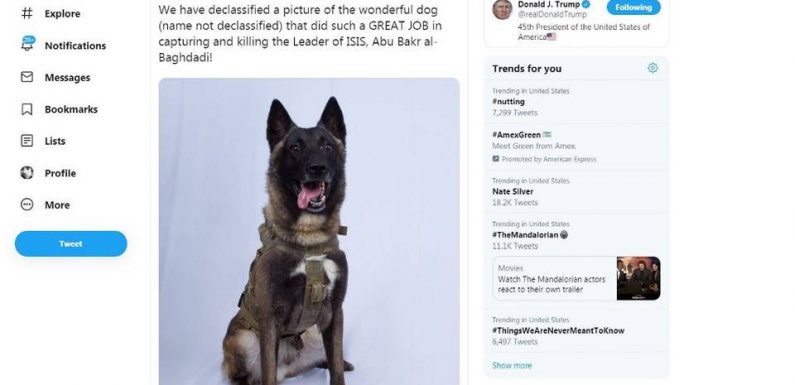 Mort d’al-Baghdadi : Le chien, « héros » du raid contre le chef terroriste, va être reçu par Trump