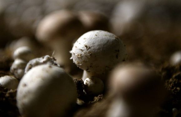 Nord : Une entreprise condamnée pour avoir vendu des champignons polonais sous le label « origine France »