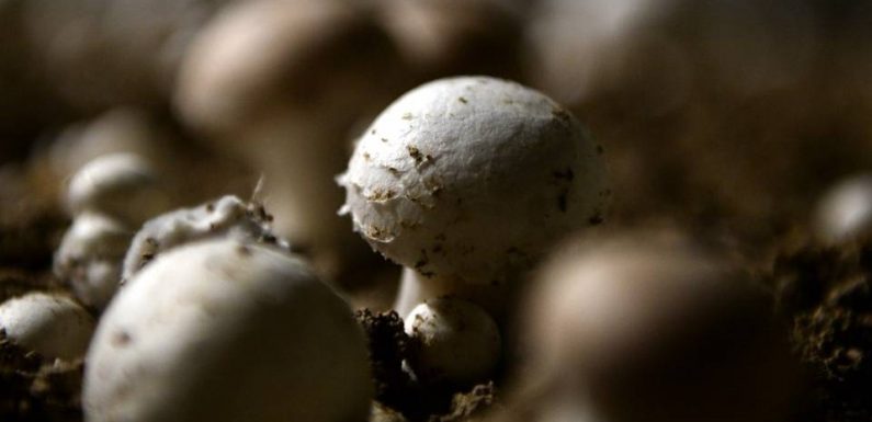 Nord : Une entreprise condamnée pour avoir vendu des champignons polonais sous le label « origine France »