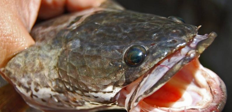 Un poisson qui peut vivre hors de l’eau sur le point d’envahir les Etats-Unis