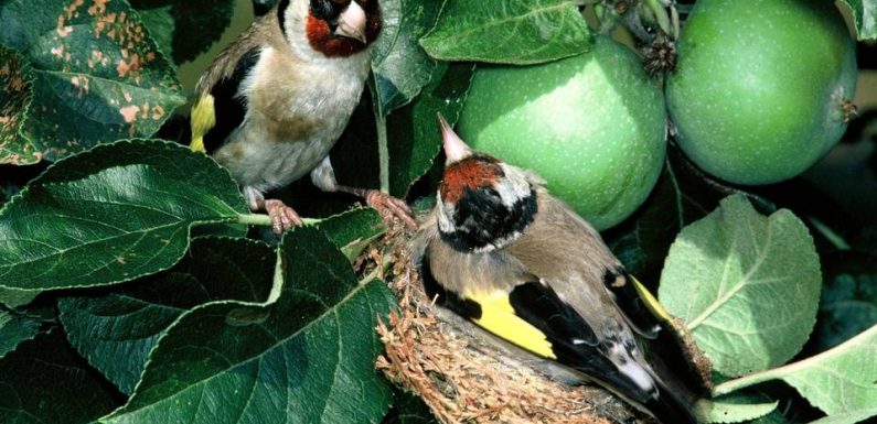 Haute-Garonne : Il vendait des espèces protégées au marché noir, 59 oiseaux saisis