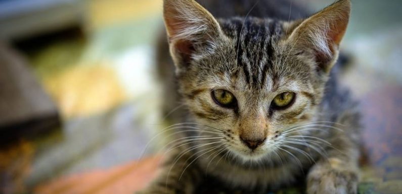 Italie : Un couple survit à un glissement de terrain grâce à ses chats