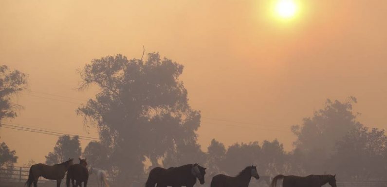 Los Angeles: Un nouvel incendie menace des chevaux et la bibliothèque Ronald Reagan
